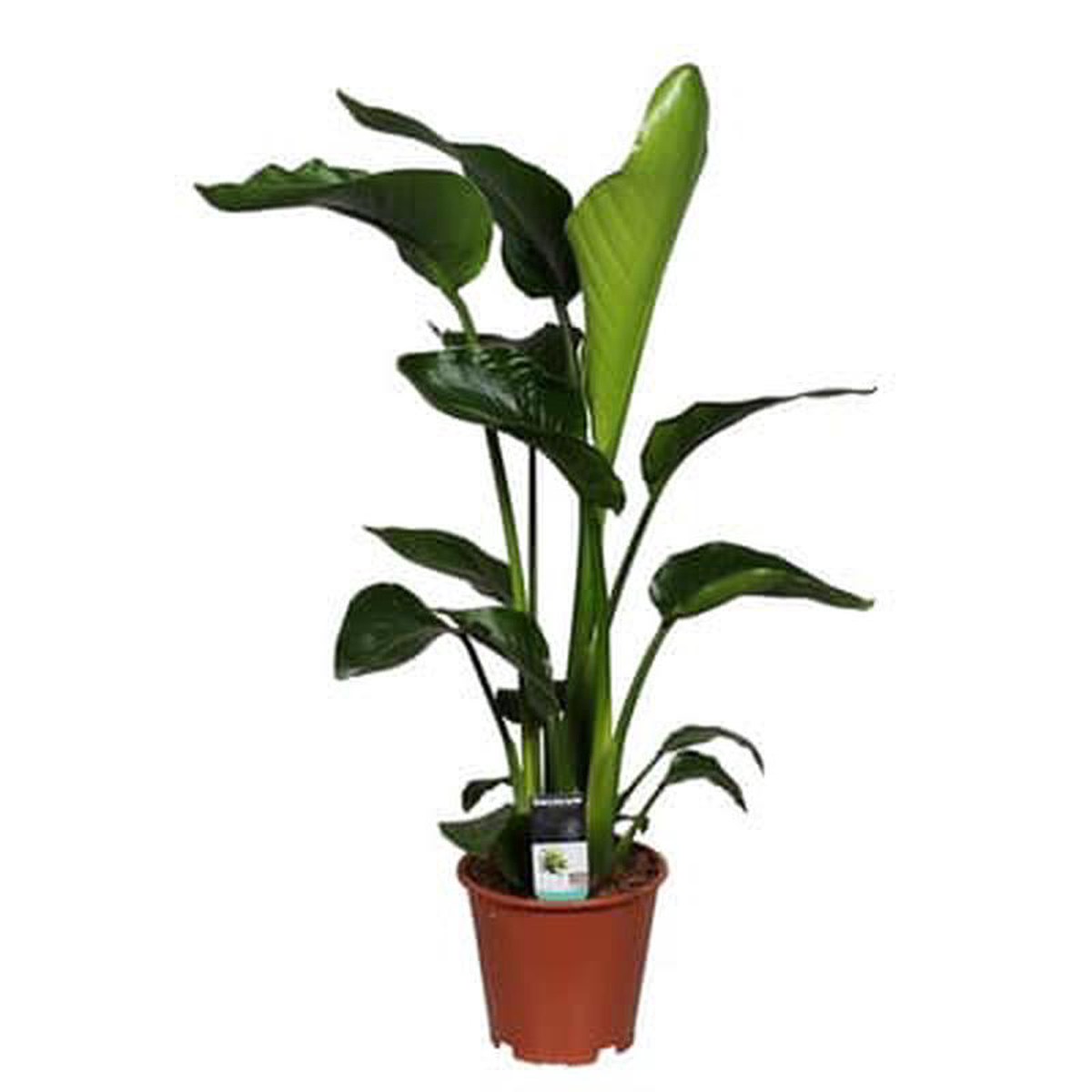 Strelitzia Nicolai in Pot 24cm