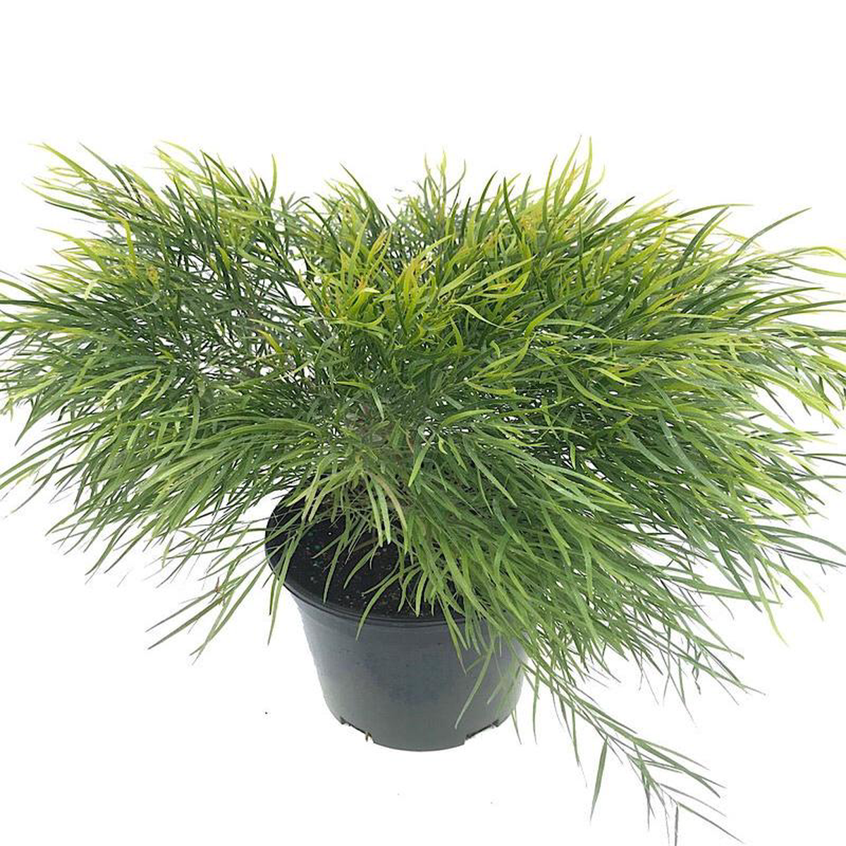 Acacia cognata 8216Cousin ltt8217 1 Gallon