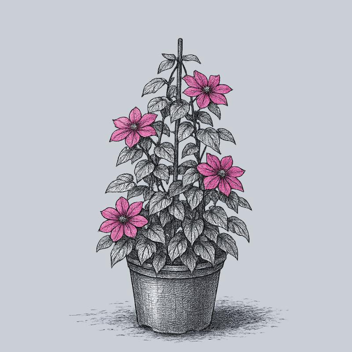 Alaina Clematis 2 Gallon