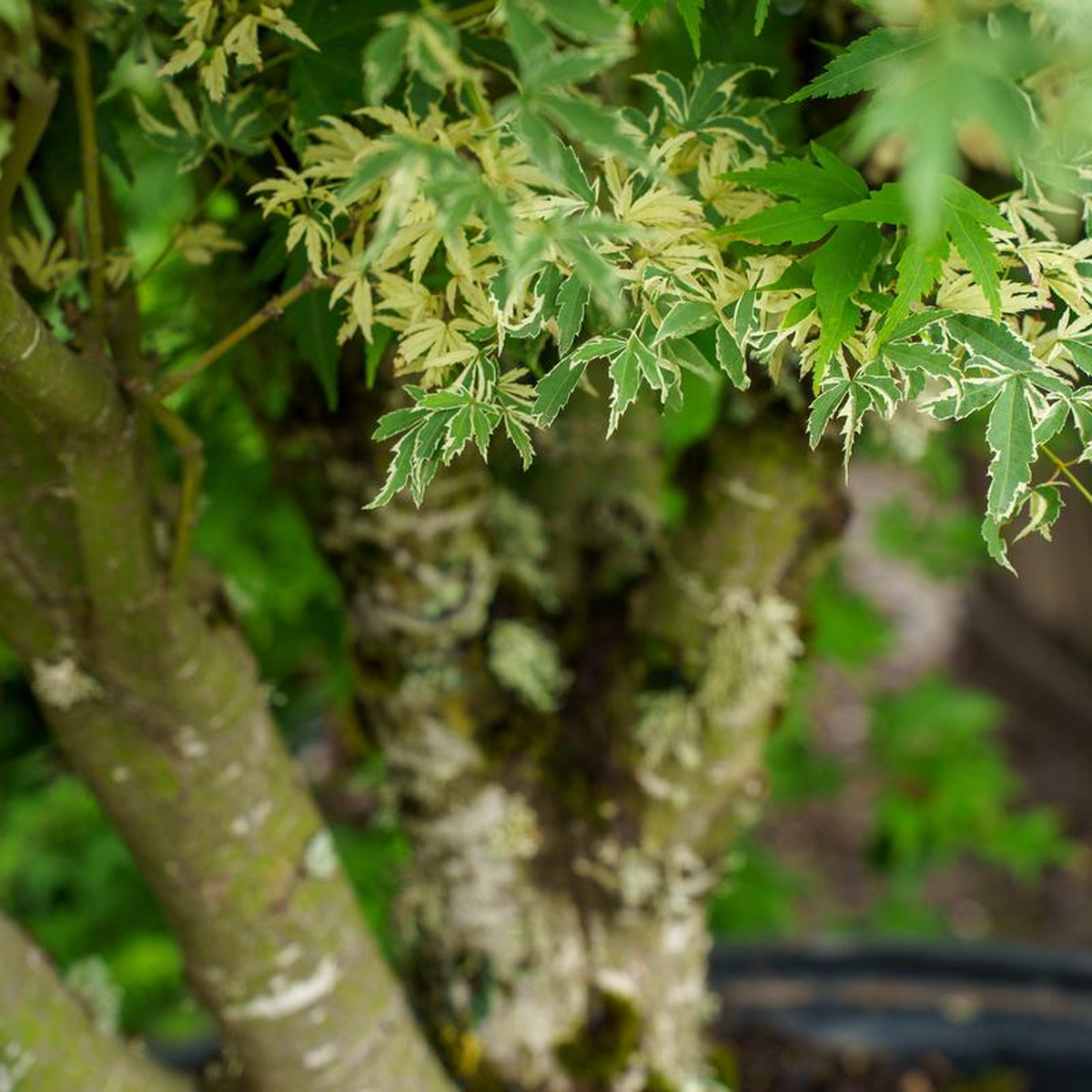 Butterfly Japanese Maple 15 Gallon