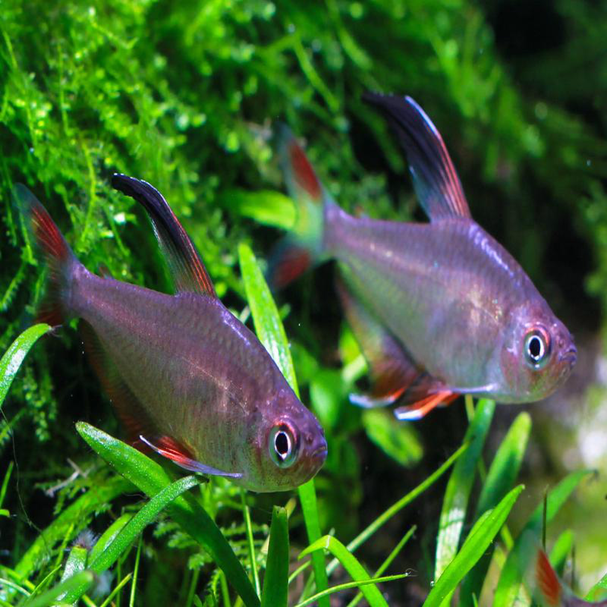 Rosy Tetra Special (6 for 24)