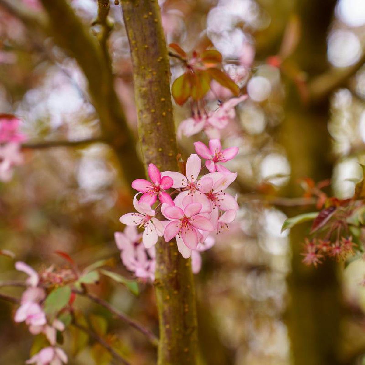 Royal Raindrops Crabapple 4 inch B038B