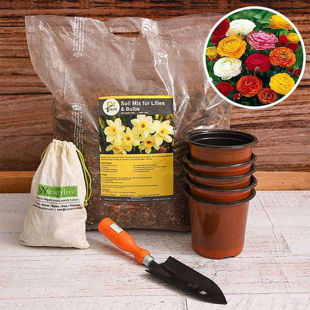 Royal Ranunculus 8211 Garden Pack