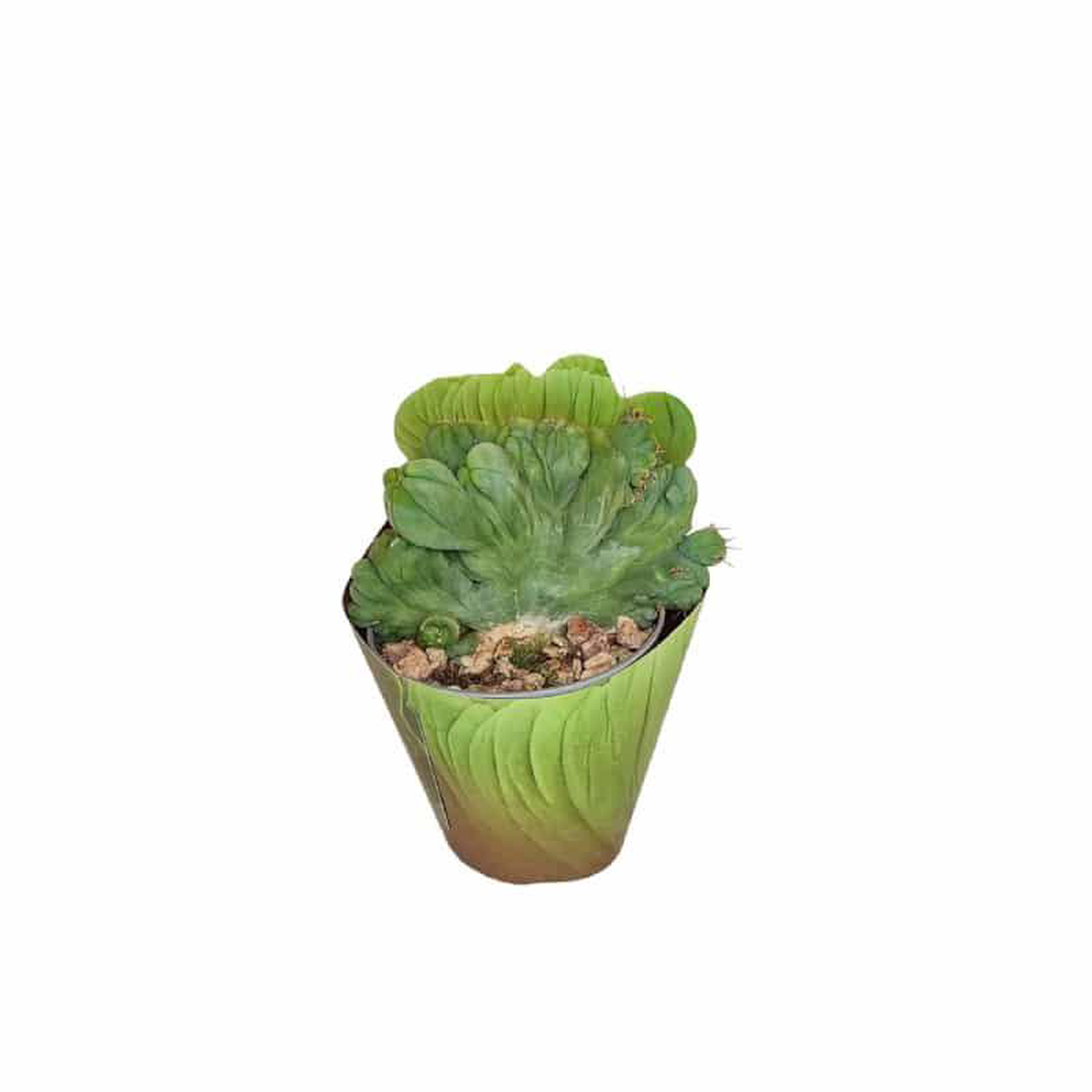 Trichocereus Bridgesi Mostruoso Crested in Pot 65cm