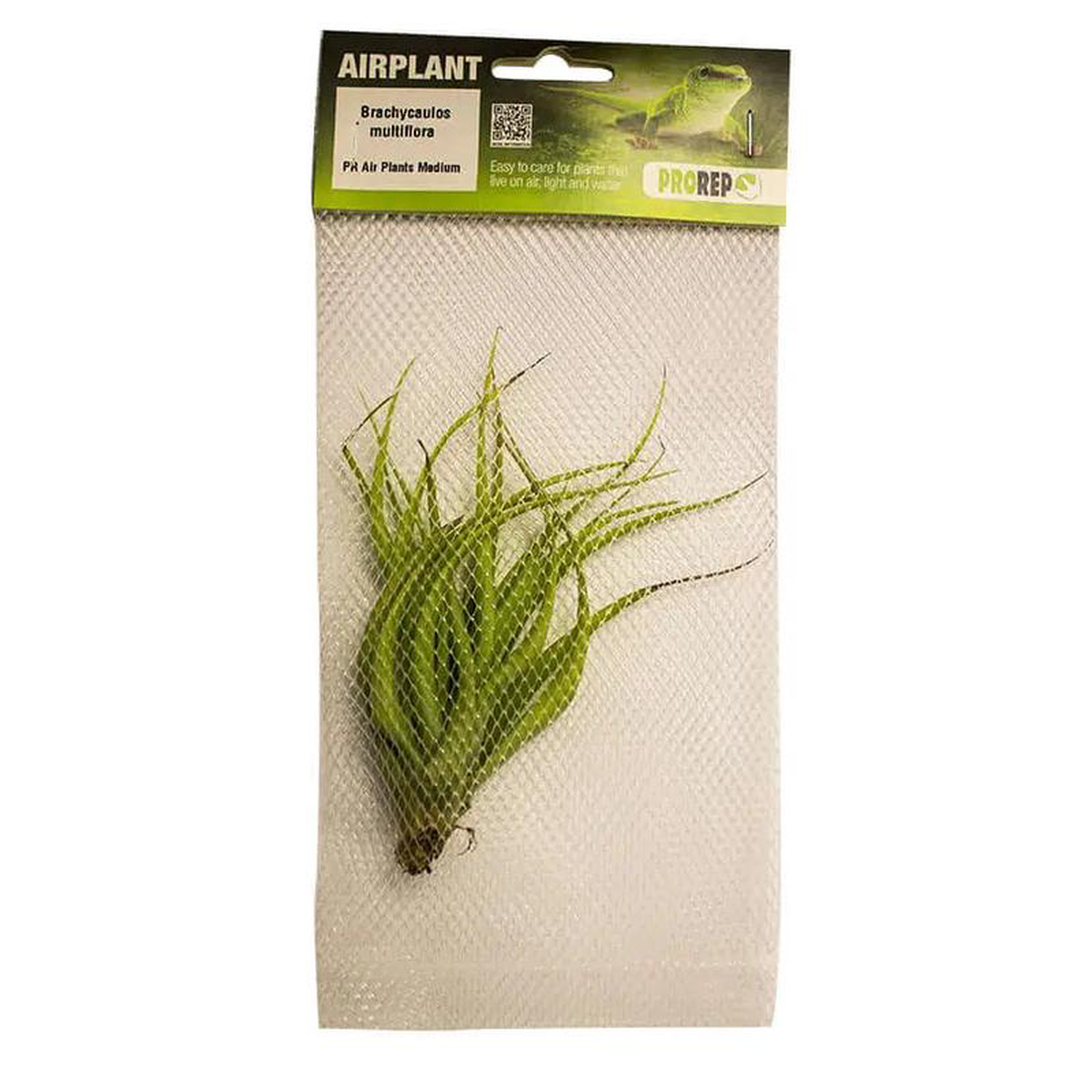 Airplant 8211 Tillandsia brachycaulos var multiflora