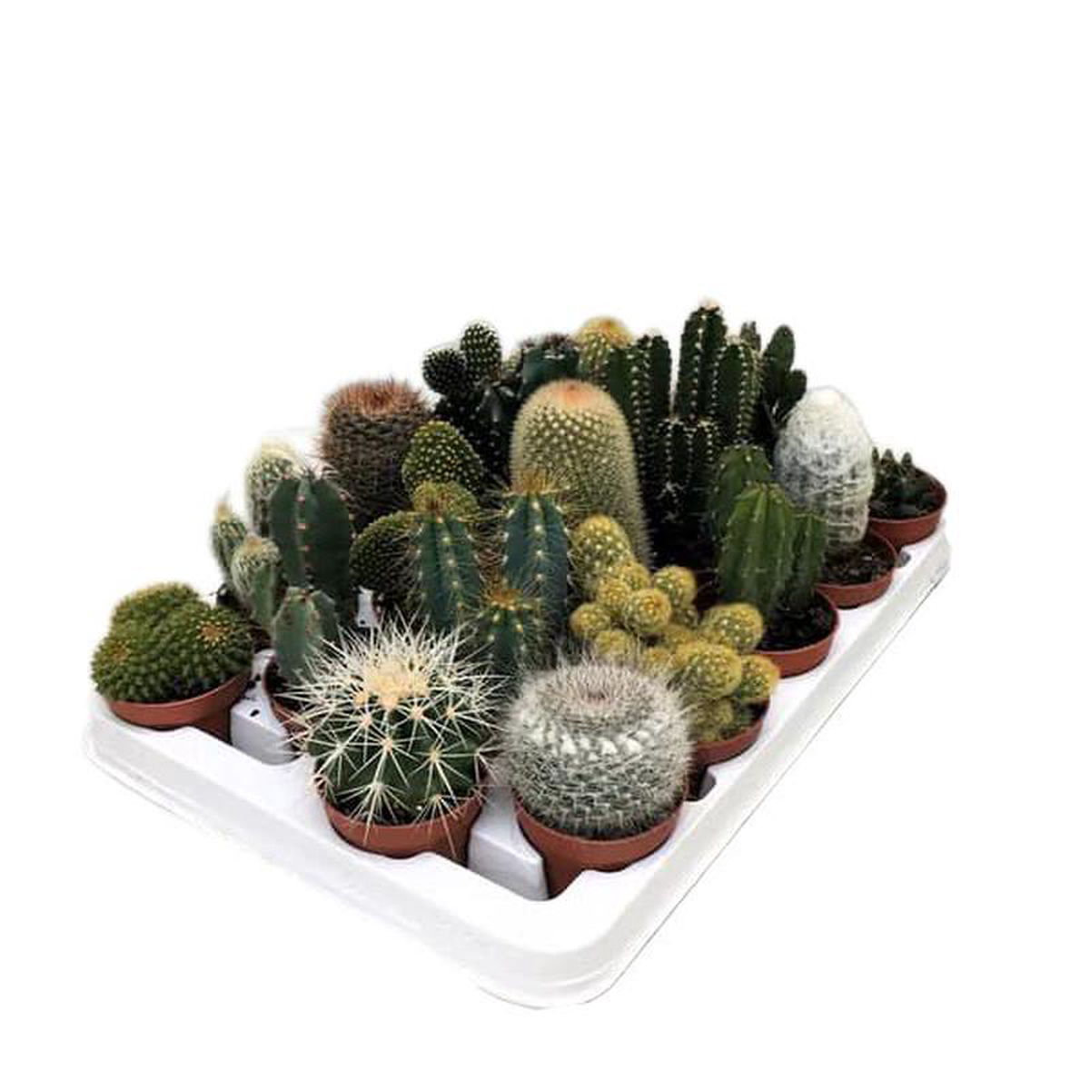 Cactus Spinosa Mix in Pot 65cm