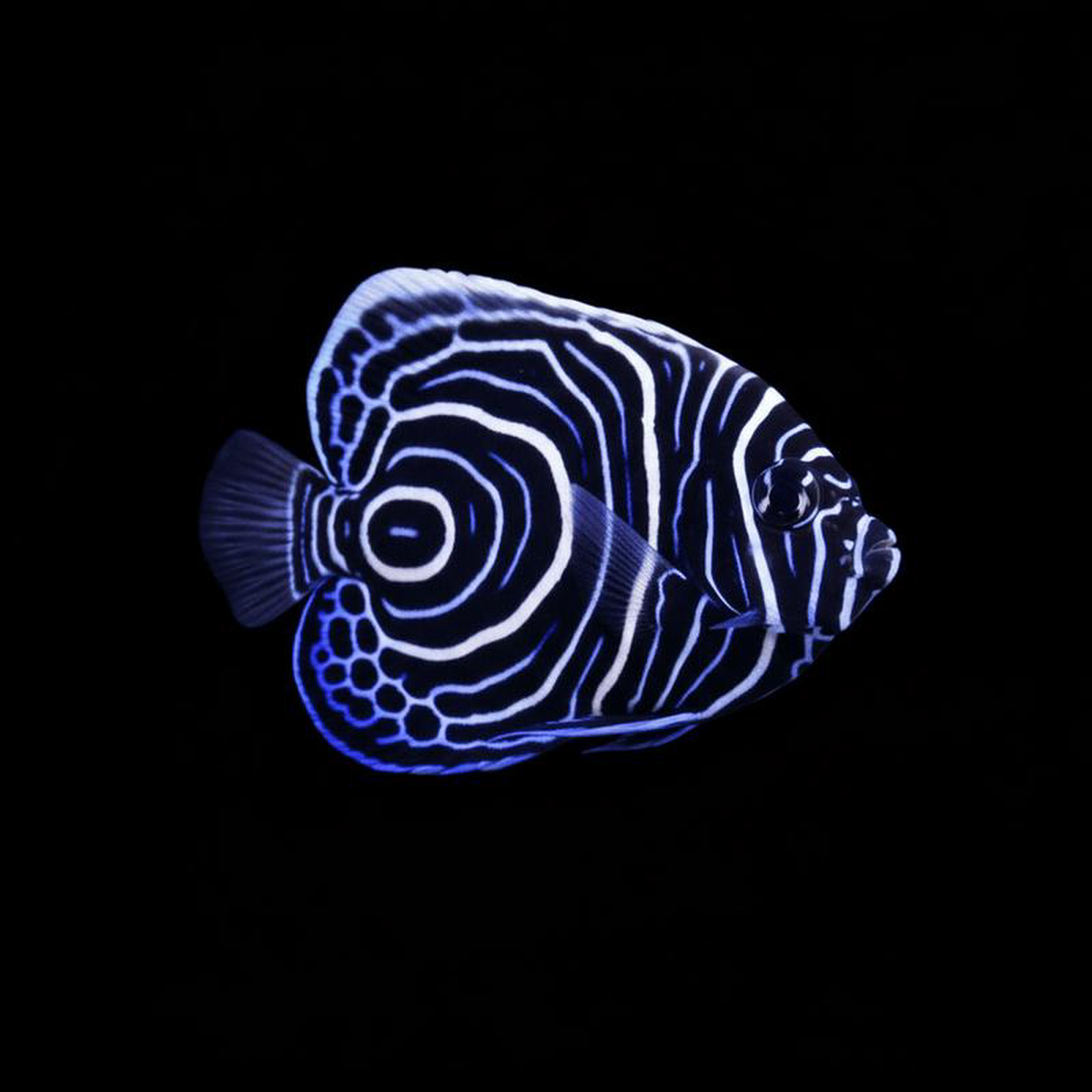 Emperor Angelfish 8211 Juvenile 8211 Pomacanthus imperator