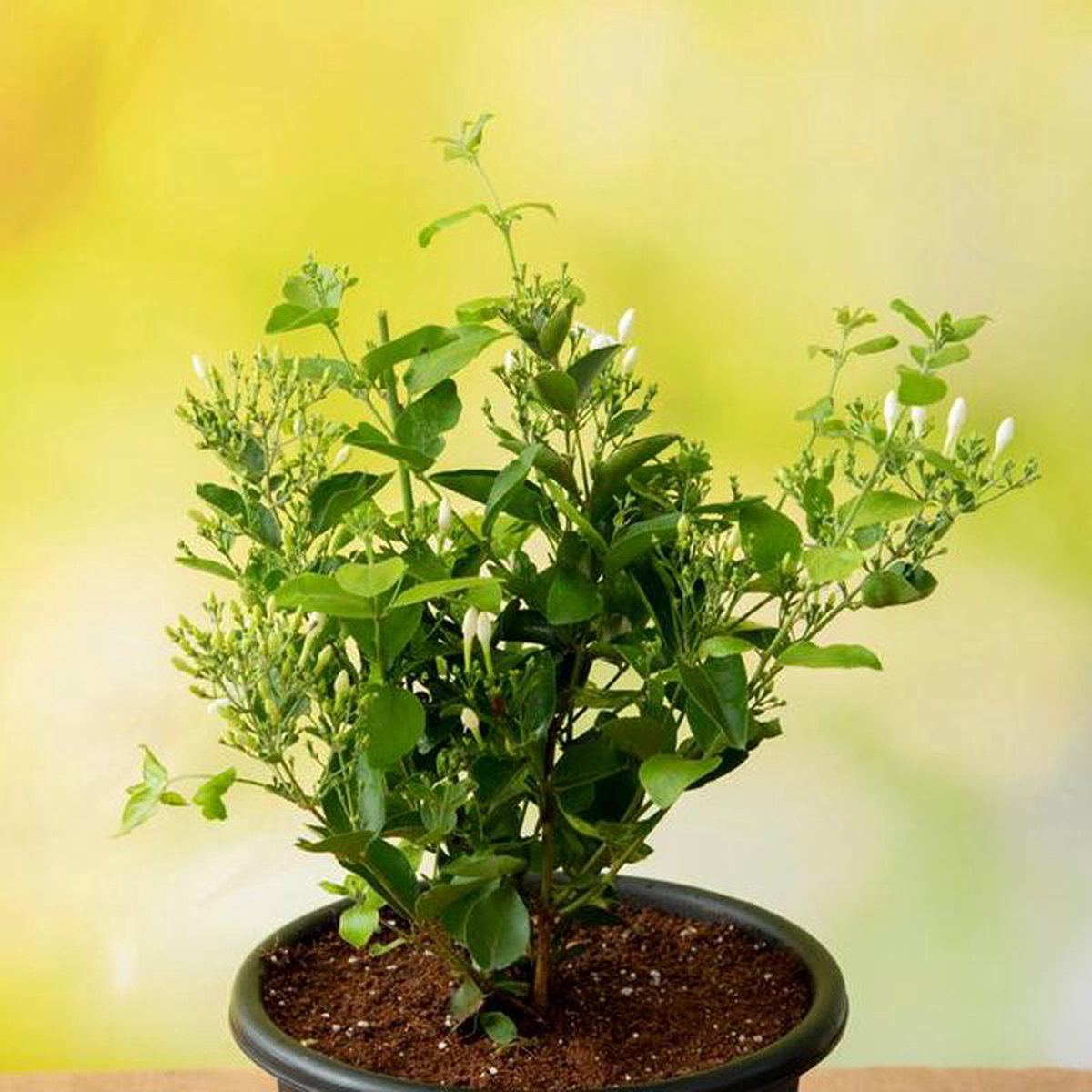 Juhi Jasminum Auriculatum 8211 Plant