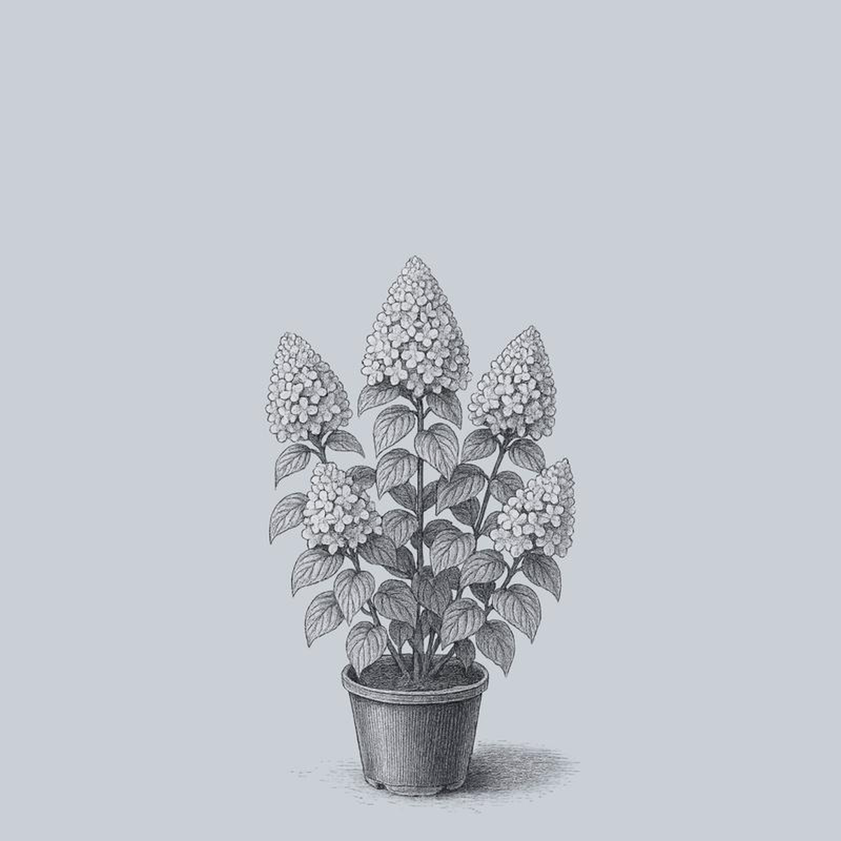 Lavalamp Moonrock Panicle Hydrangea 3 Gallon