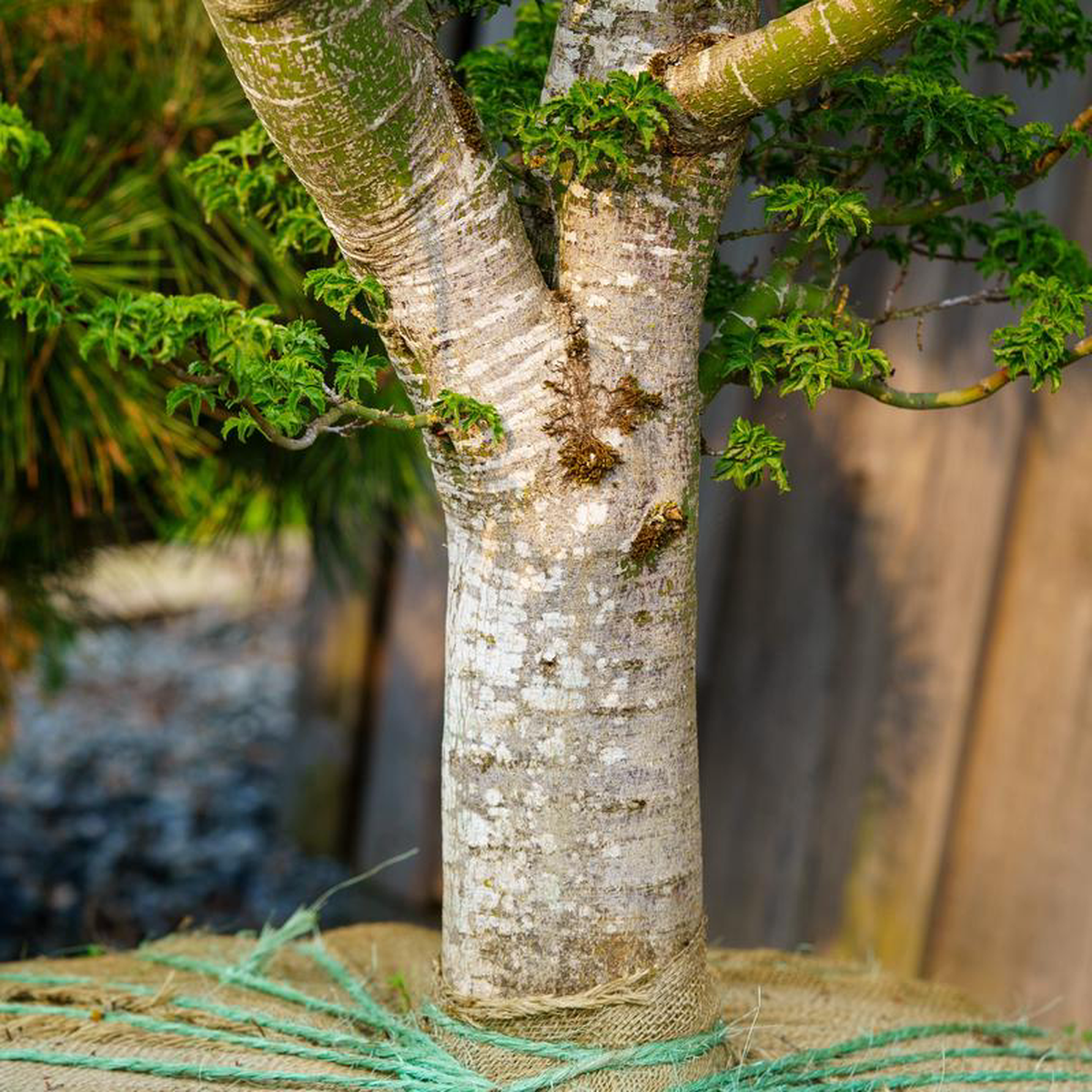 Shishigashira Japanese Maple 10 to 12 foot B038B