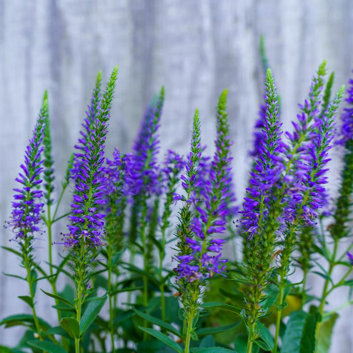 Wizard of Ahhs Veronica 1 Container