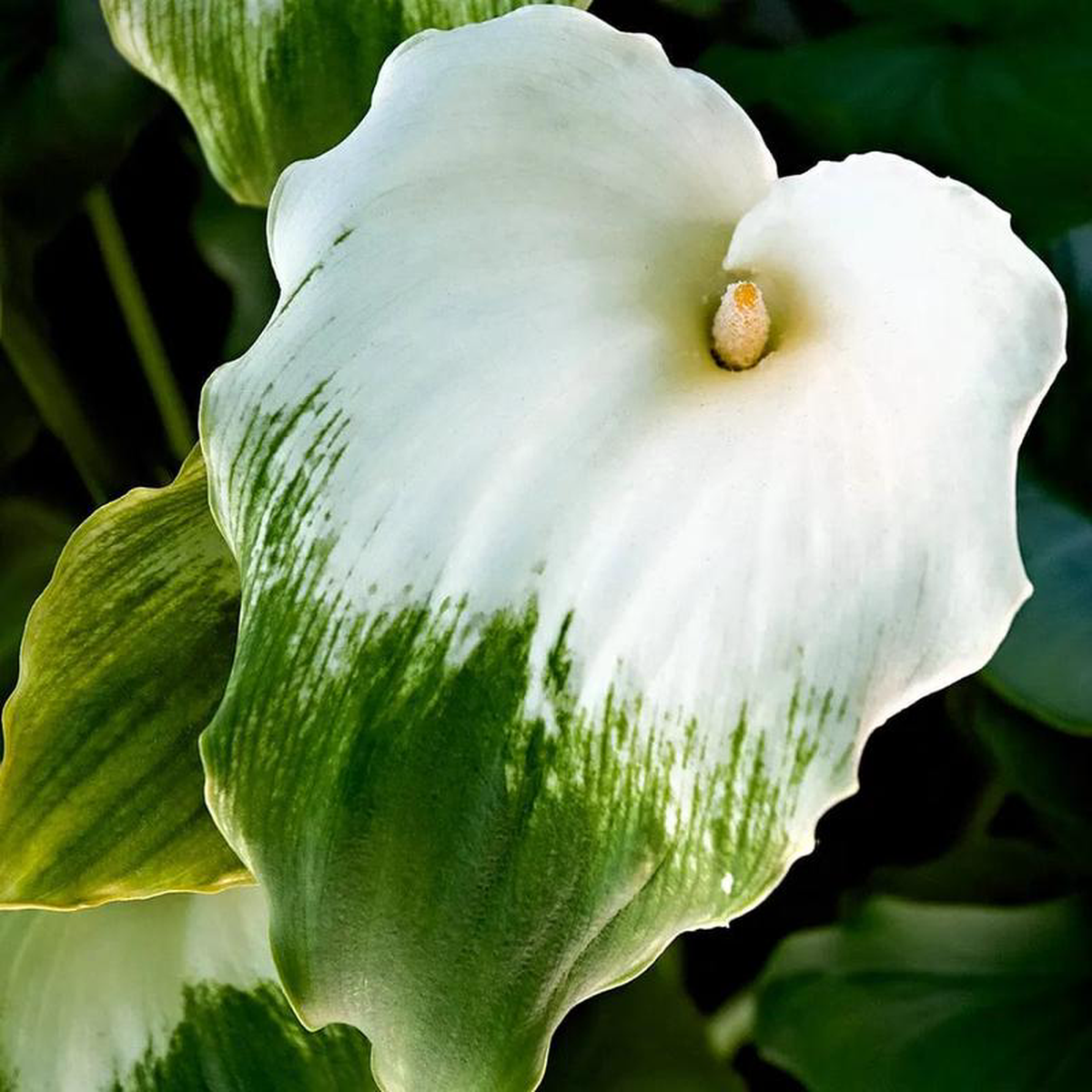 Zantedeschia Aethiopica Green Goddess Aquatic Pond Plant 8211 Calla Lily 1ltr (3 Pack)