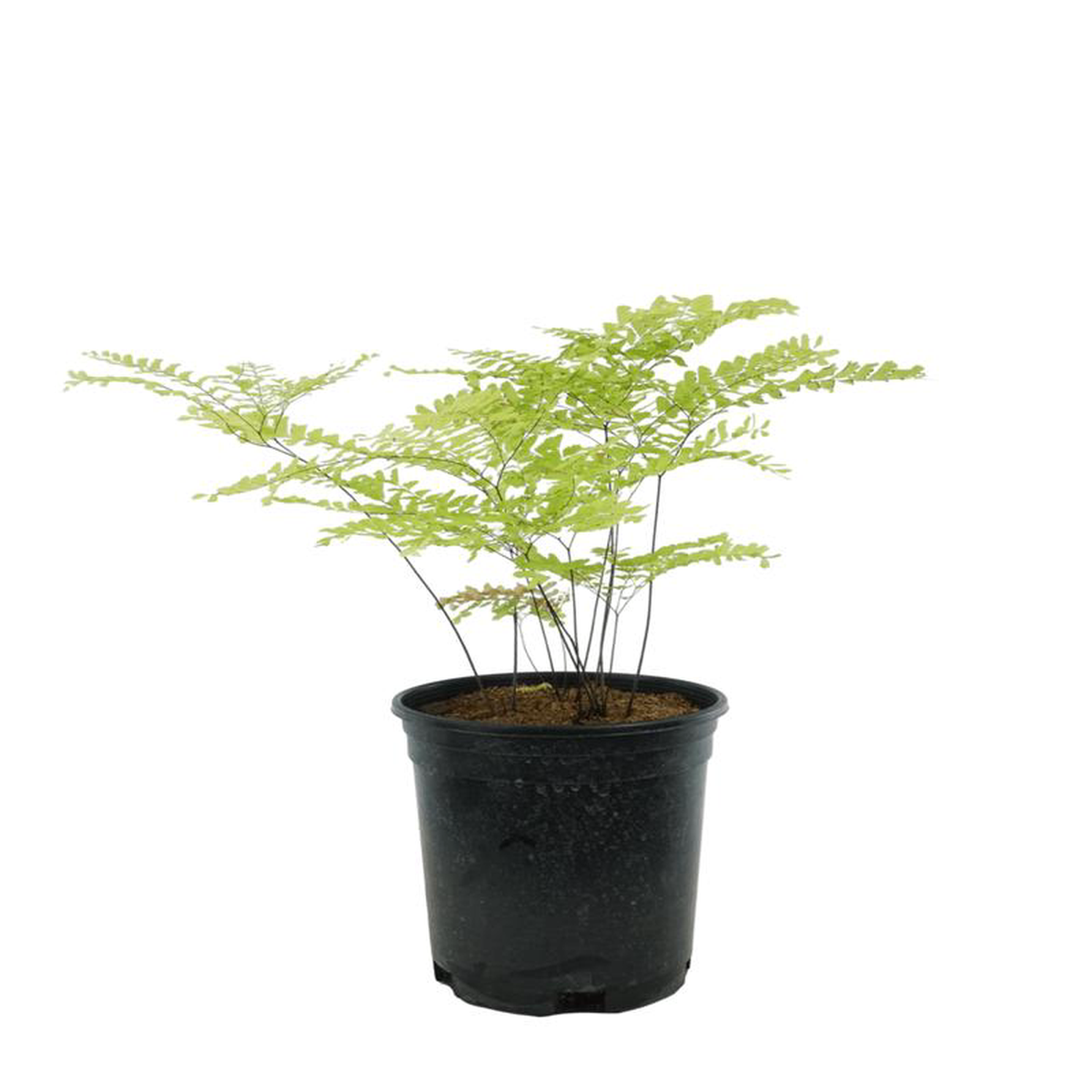 Adiantum pedatum 1 Gallon