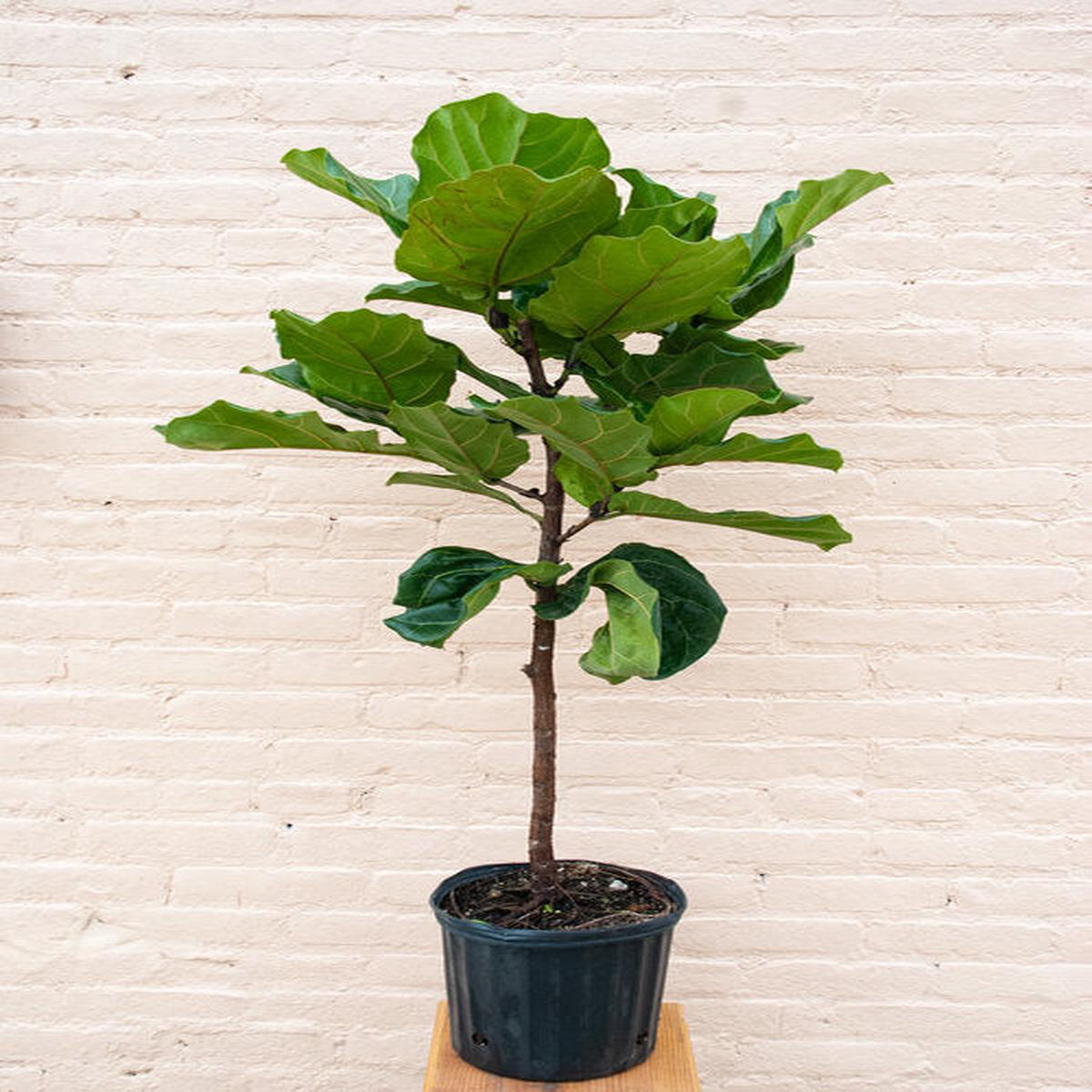 Ficus lyrata 8217Fiddle Leaf Fig8217 8211 128221 5-68217 tall