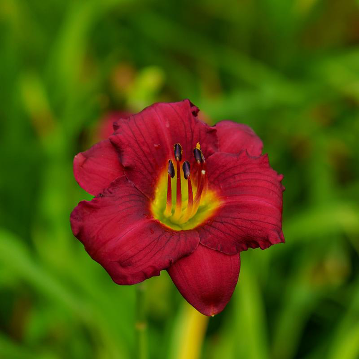 Pardon Me Daylily 1 Gallon