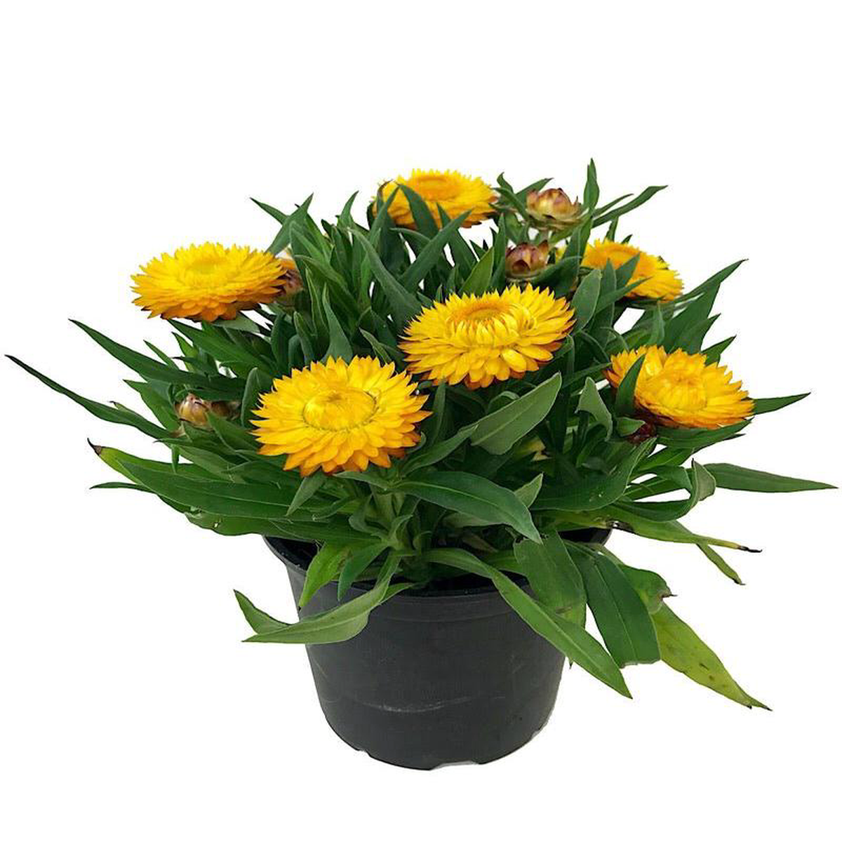 Bracteantha 8216Cottage Yellow8217 8211 Quart
