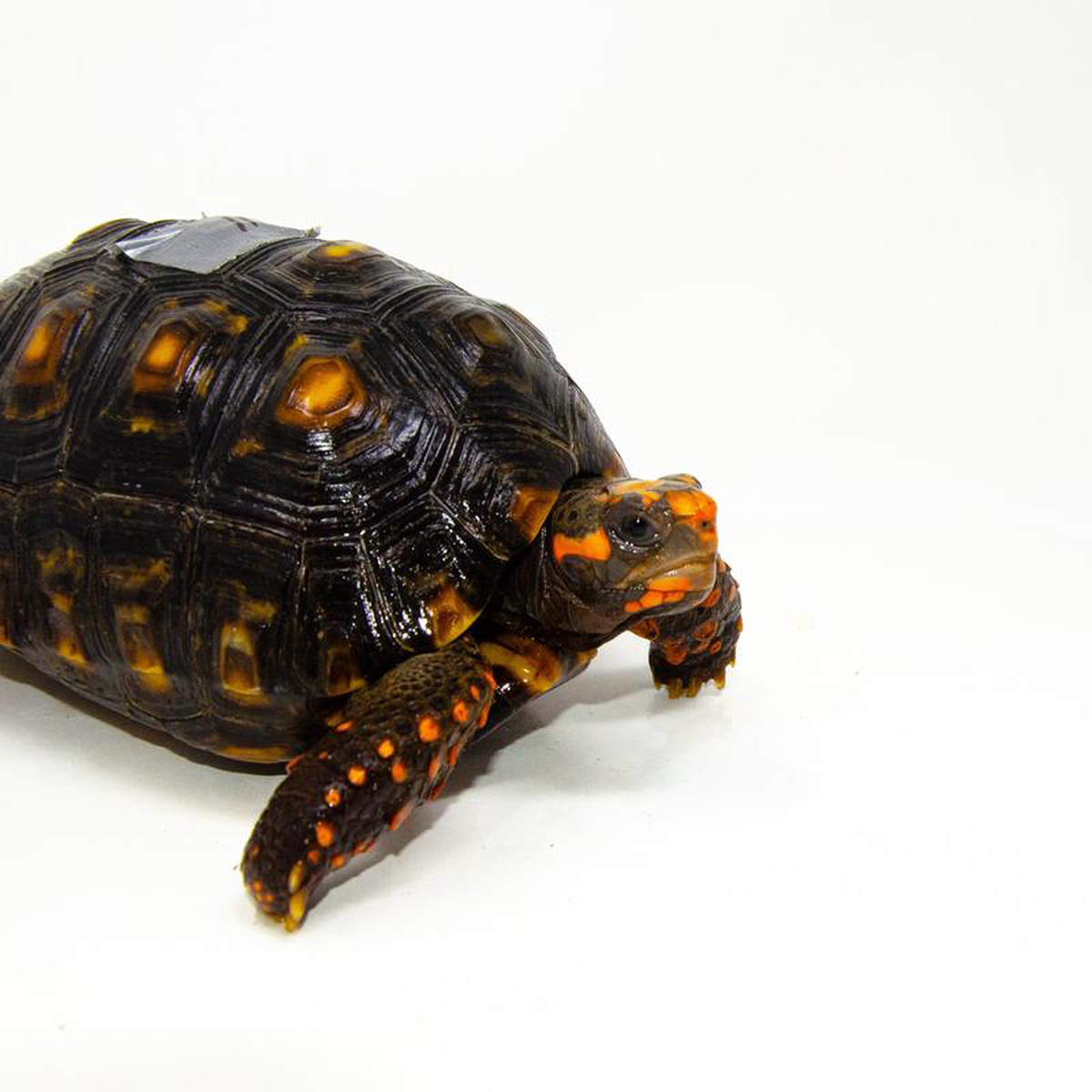 Brazilian Cherryhead Red Foot Tortoise Adult Male 11 8211 BCRFTAM11