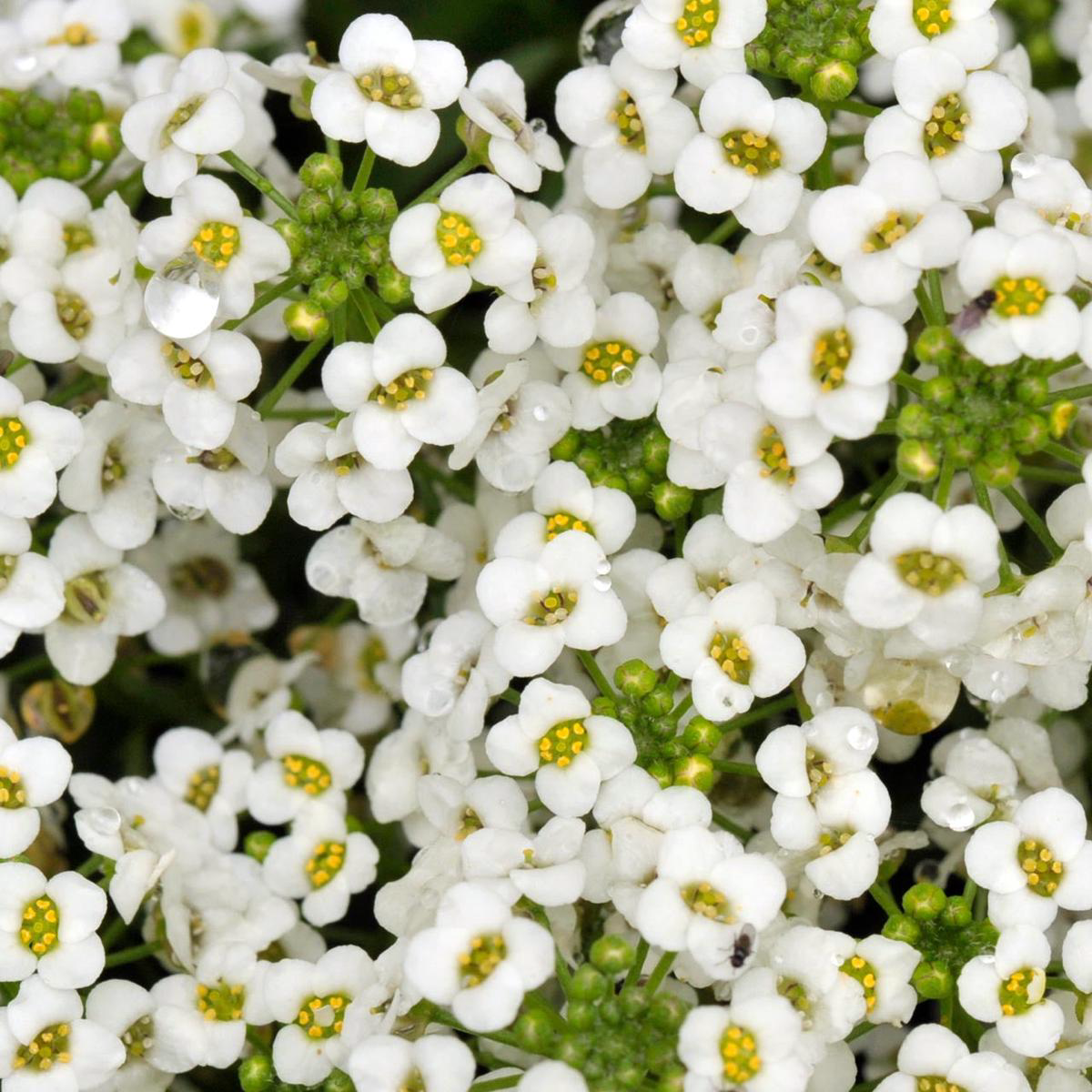 Carpet of Snow Alyssum (Lobularia maritima) Annual