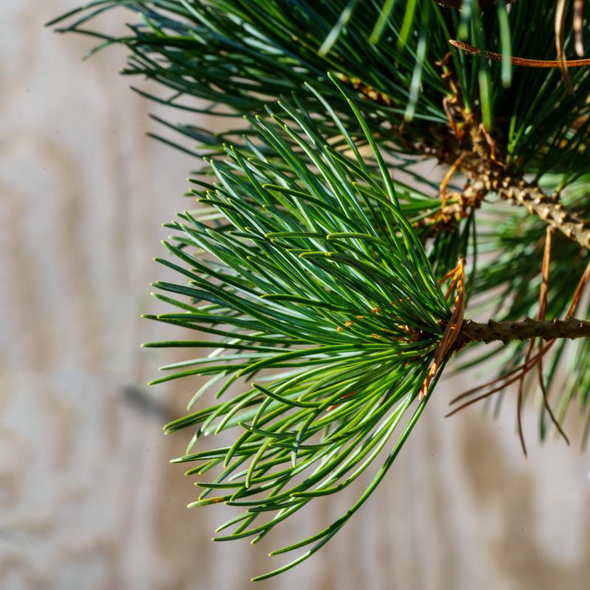 Negishi Japanese White Pine 150 Gallon