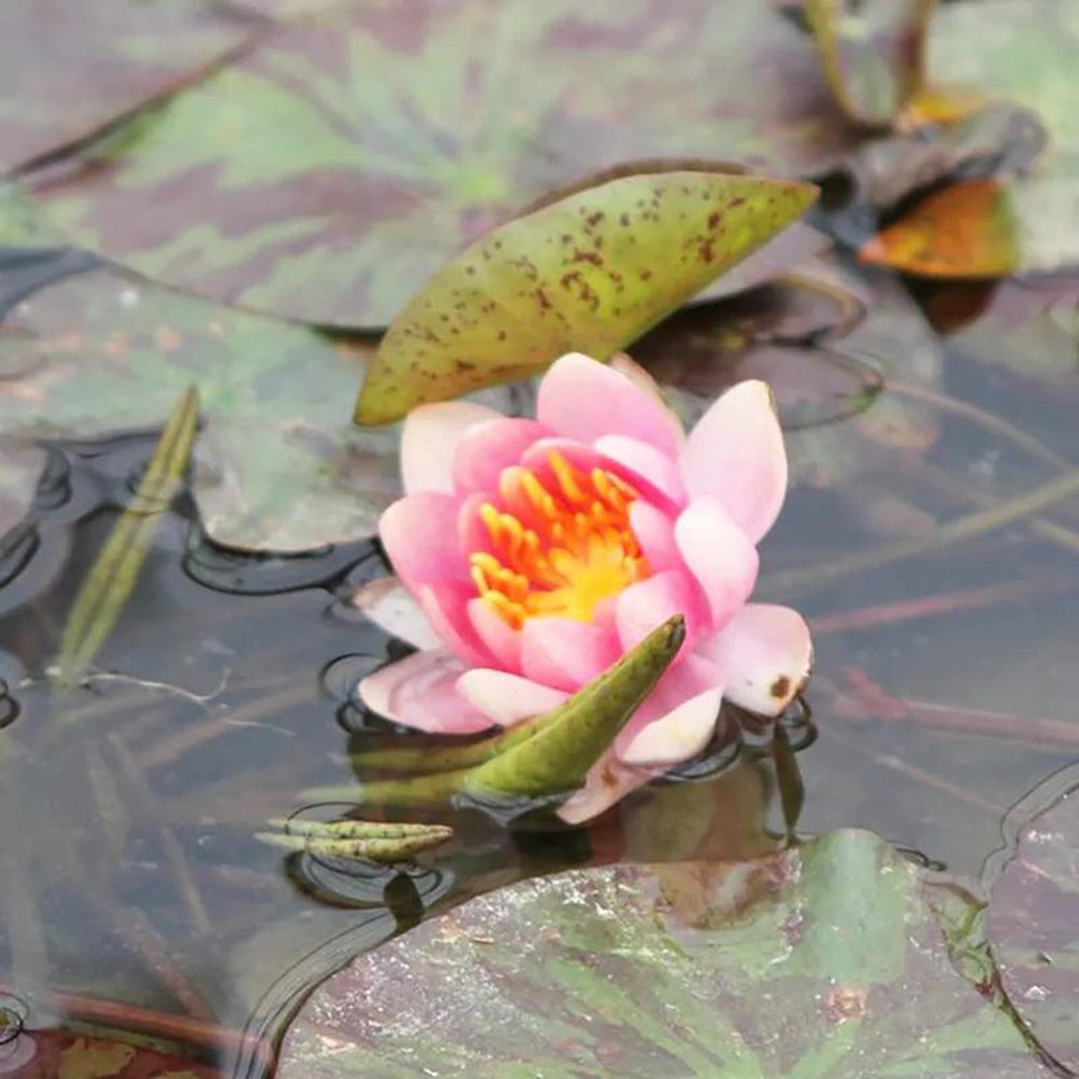 Nymphaea Aurora Aquatic Pond Plant 8211 Water Lily 2lt Pot Size