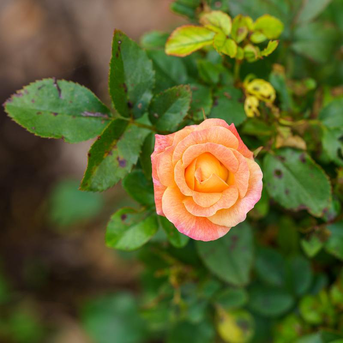 Peach Drift Rose 2 Gallon