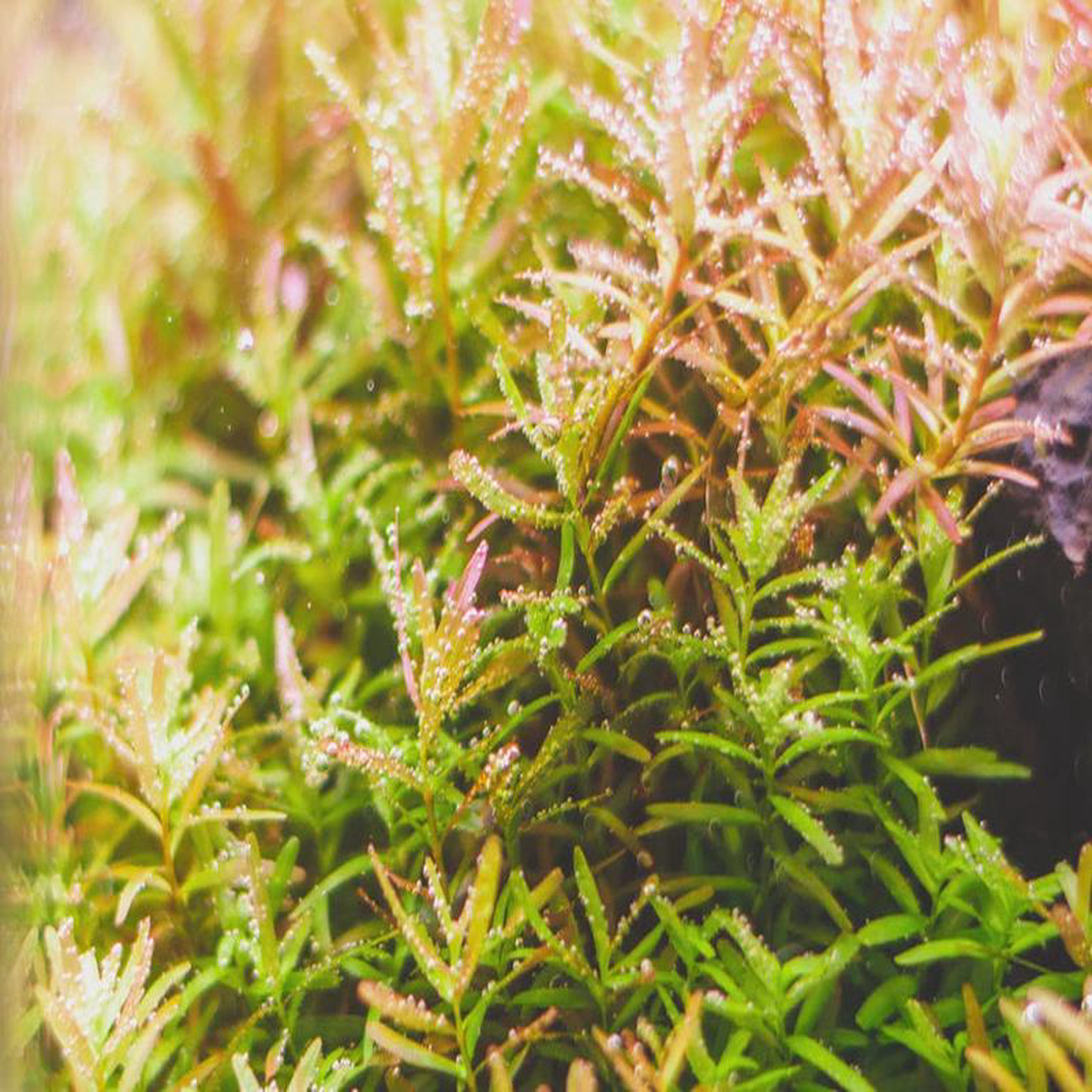 Rotala Indica