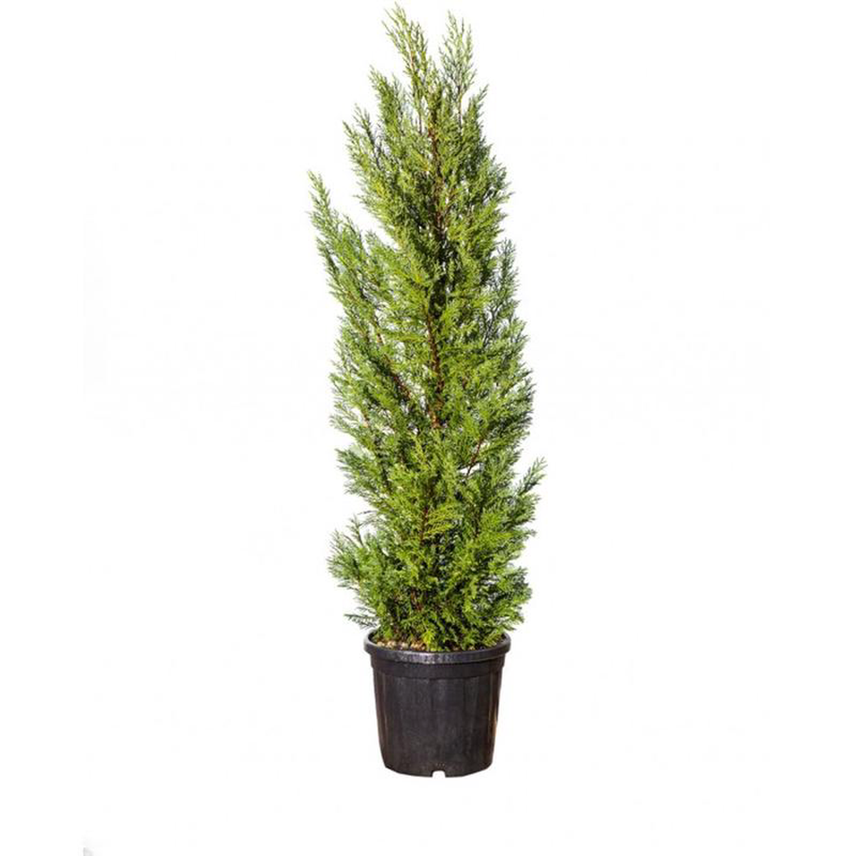 Cupressocyparis Leylandii in Pot 37cm (Clt25)