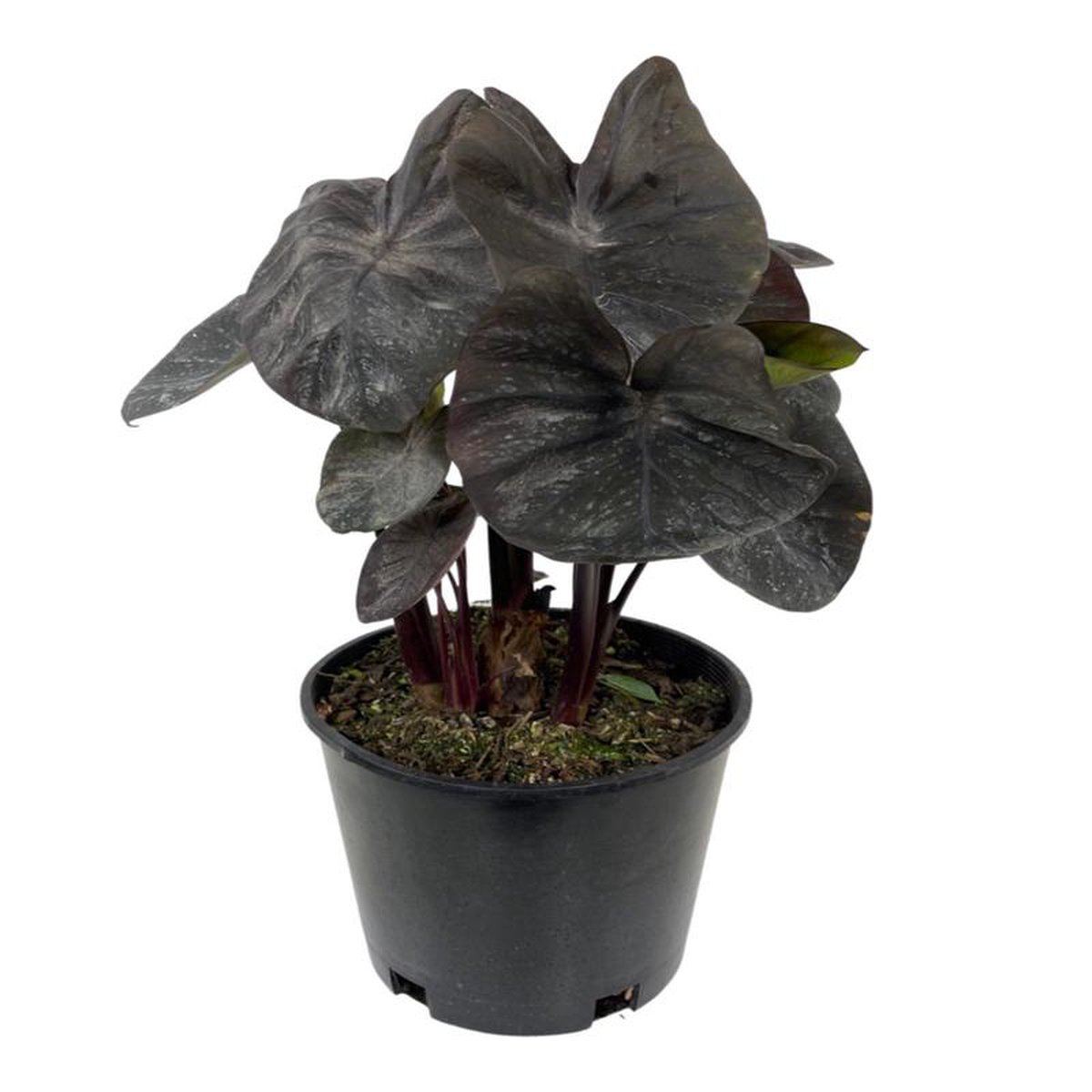 Colocasia esculenta 8216Black Coral8217 1 Gallon