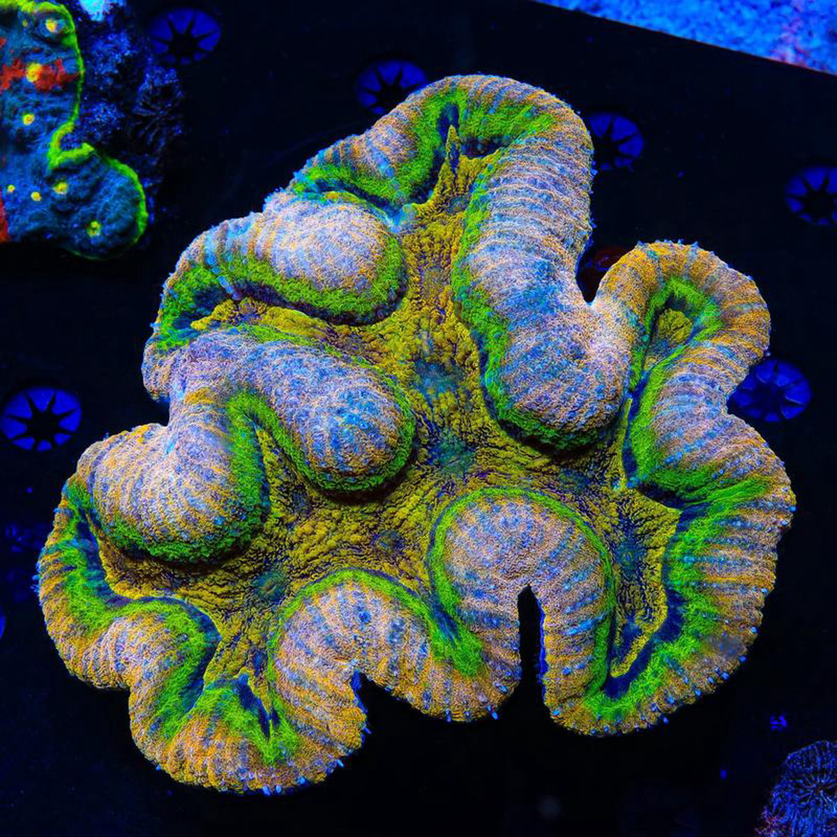 Crazy Rainbow Symphyllia Coral