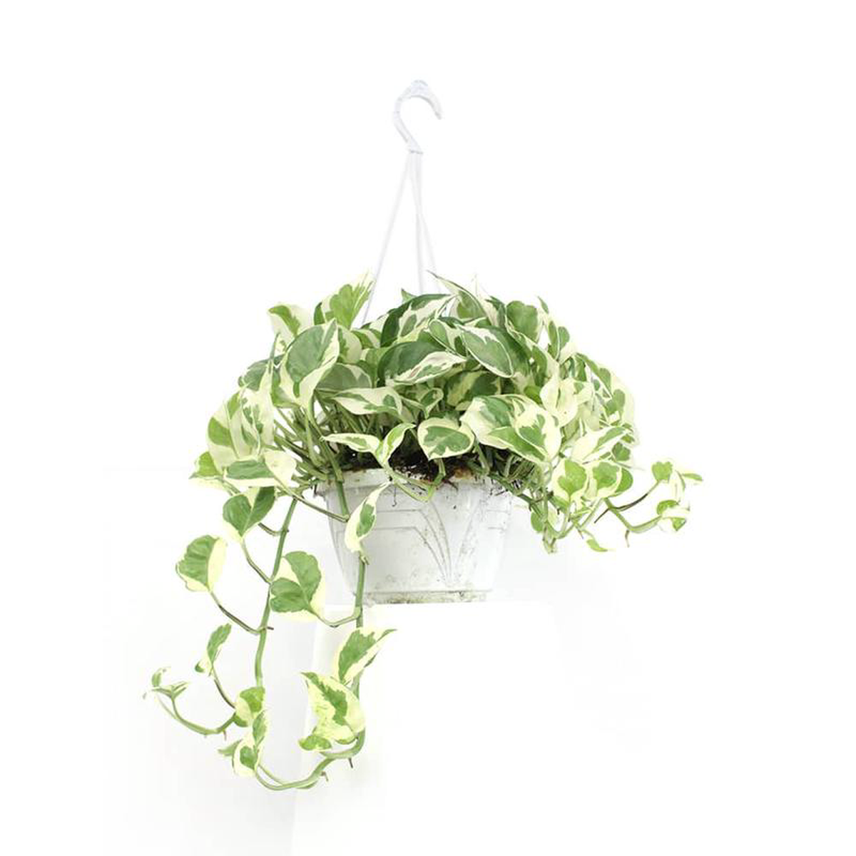 Pothos NJoy In Basket 14cm