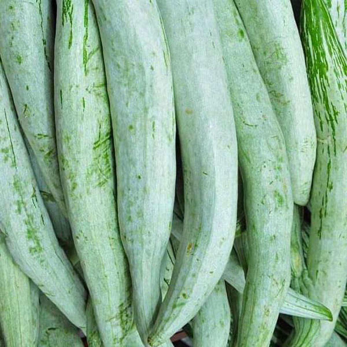 Snake Gourd Chachinda 8211 Desi Vegetable Seeds