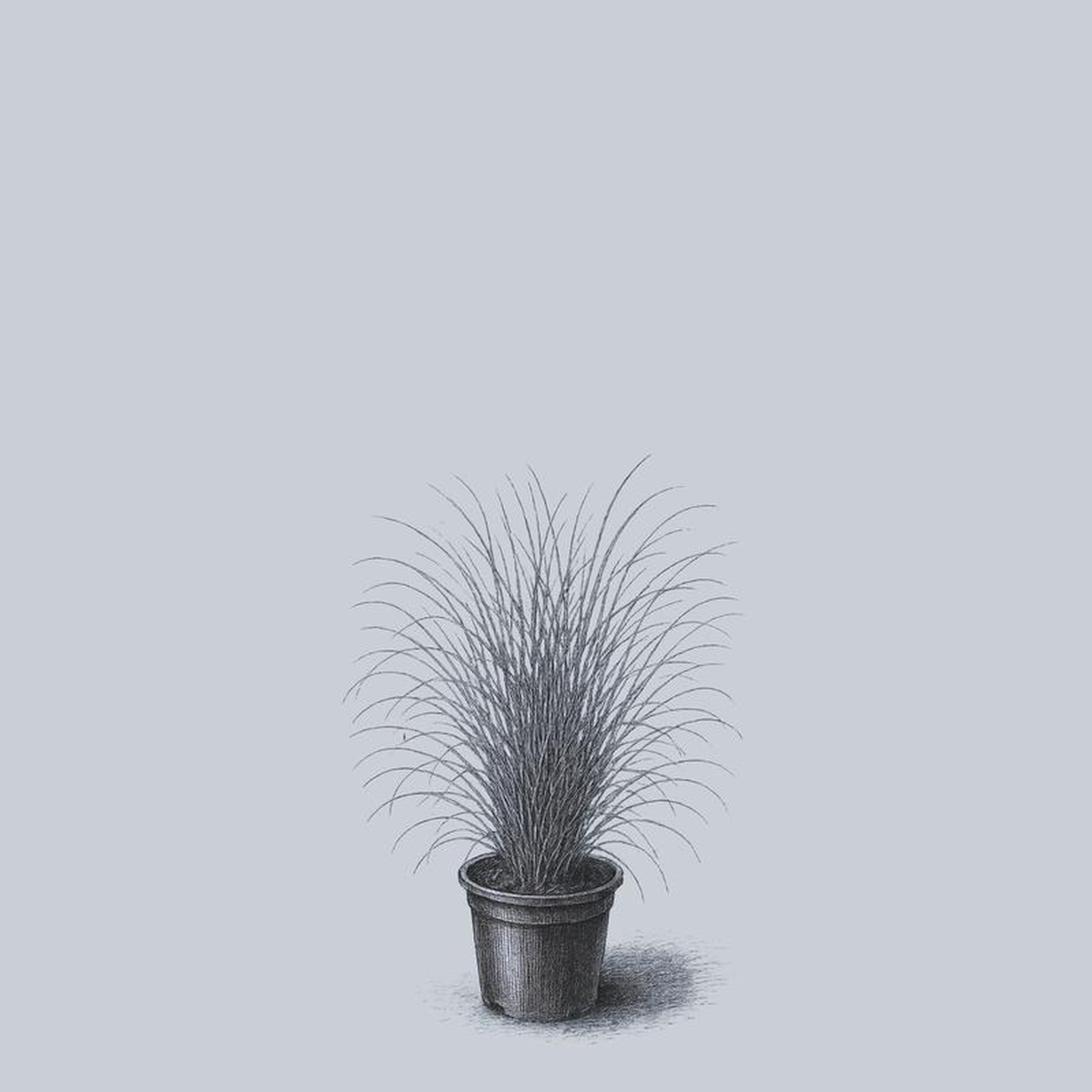 Appalachian Sedge 1 Gallon
