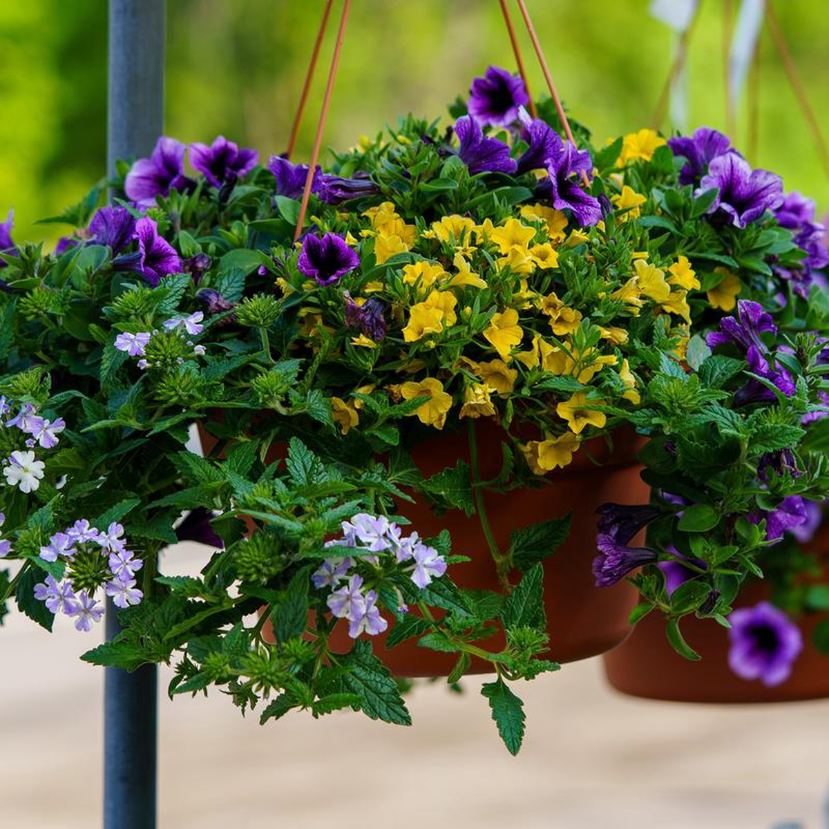 Combination Hanging Basket 128243 Hanging Basket