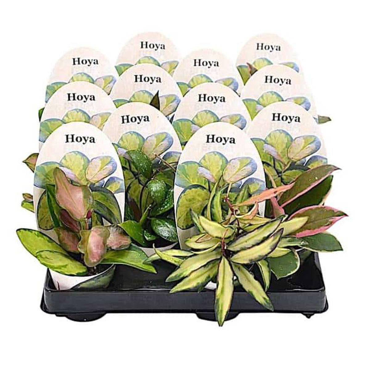 Hoya Mix in Pot 6cm