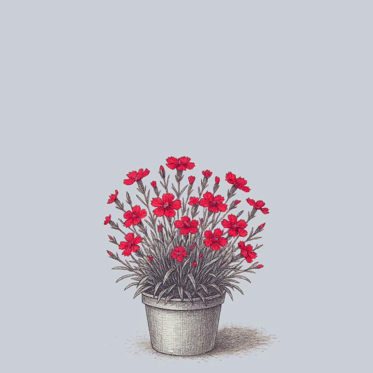 Kahori Scarlet Dianthus 1 Gallon