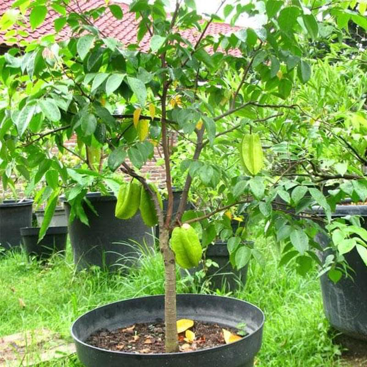 Kamrak Star fruit 8211 Plant