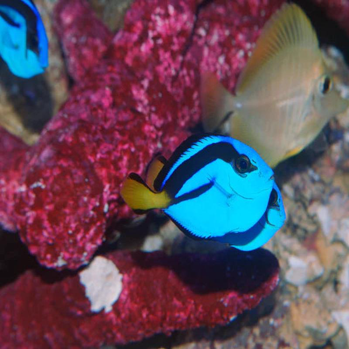 Blue Hippo Tang 8211 Paracanthurus hepatus 8211 Biota Captive Bred