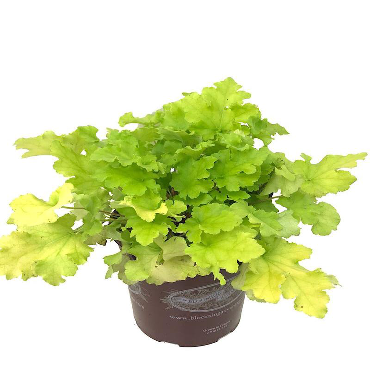 Heuchera 8216Lime Marmalade8217 Quart