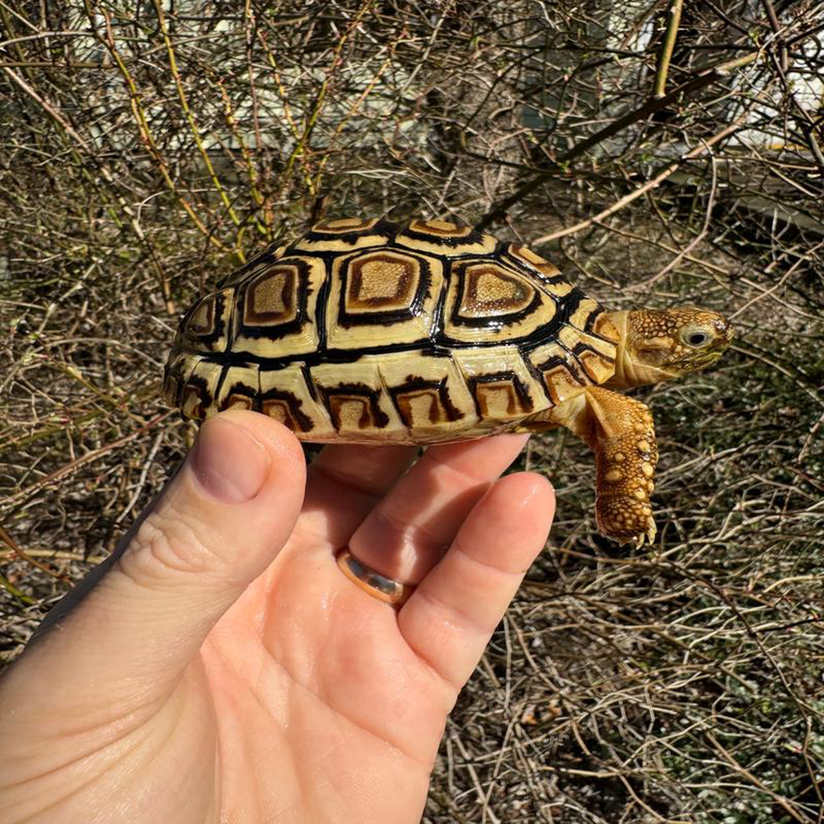 HI WHITE Leopard Tortoise 2024 1 (Stigmochelys p babcocki)