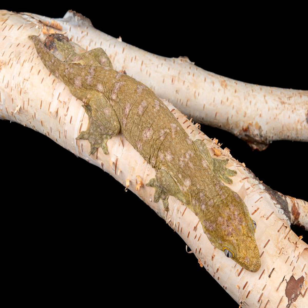 Male Caanawa (K3-1104-13)