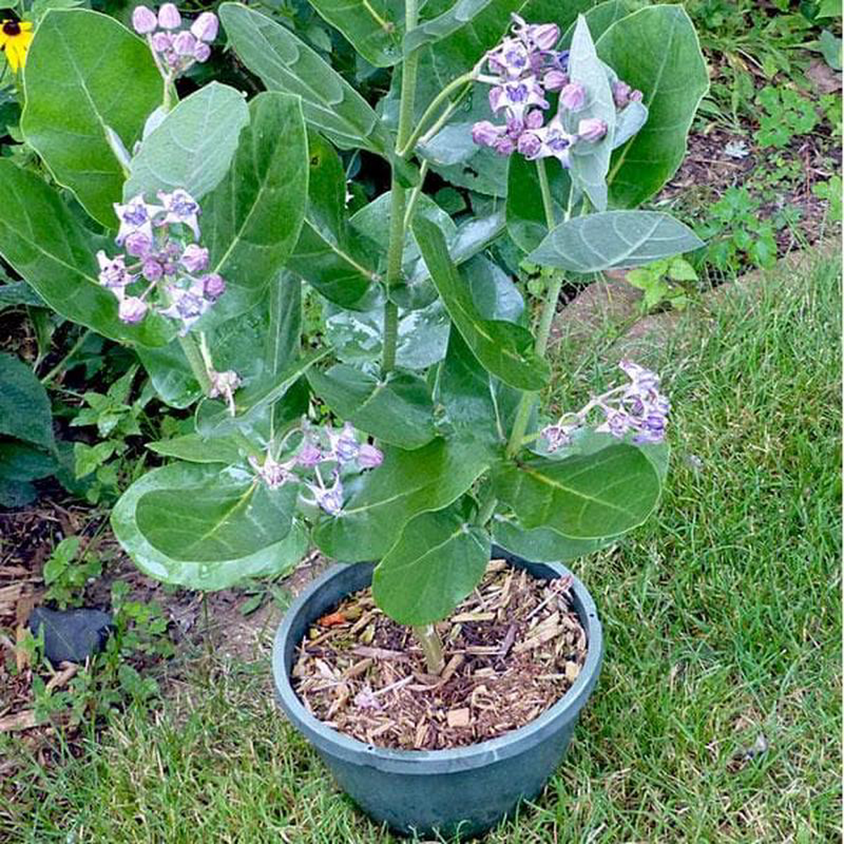 Tree of Shravana Nakshatra Capricorn or Makar Rashi Calotropis Gigantea- Plant