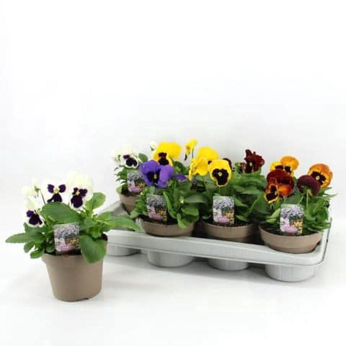 Viola in Pot 14cm