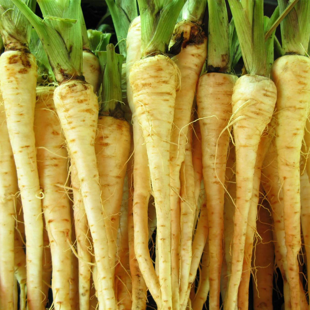 All American Parsnip (Pastinaca sativa)