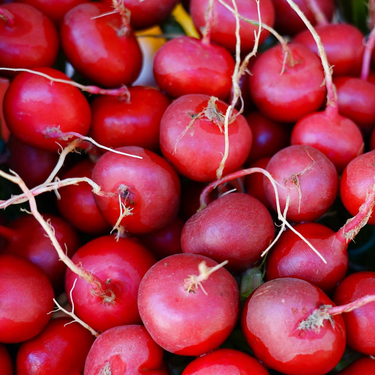 Cherry Belle Radish (Raphanus sativus)