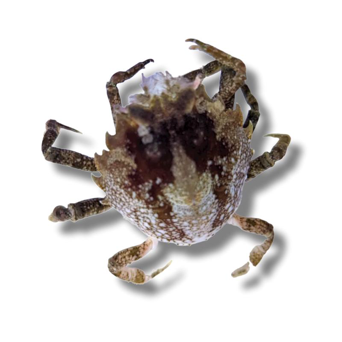 Pitho Crab 8211 Pitho mirabilis