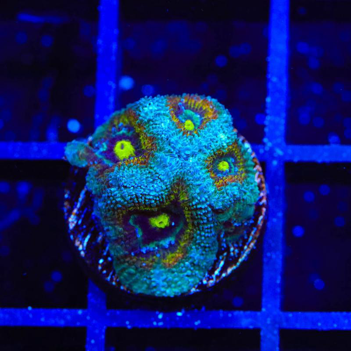TSA Temple of Doom Micromussa Coral