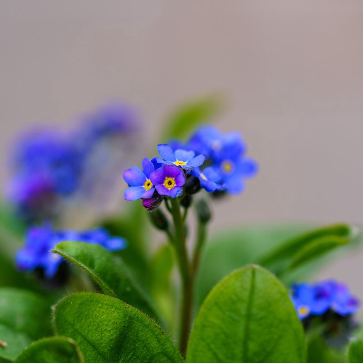 Victoria Blue Forget-Me-Not 1 Gallon