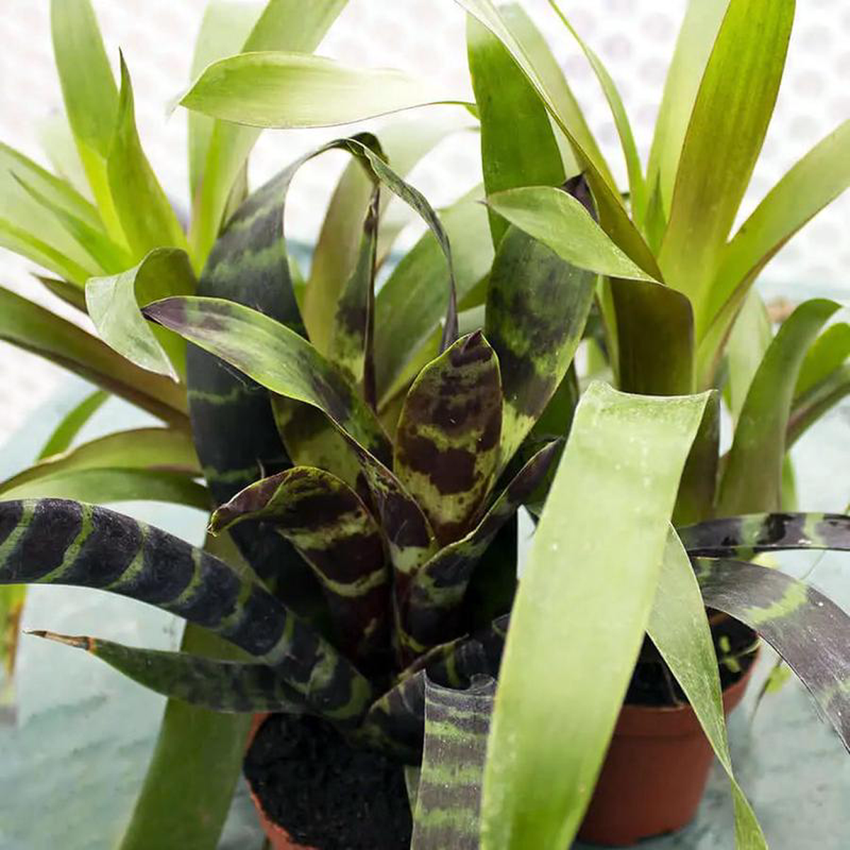 Bromeliad 8211 Our Choice 8211 No Flower
