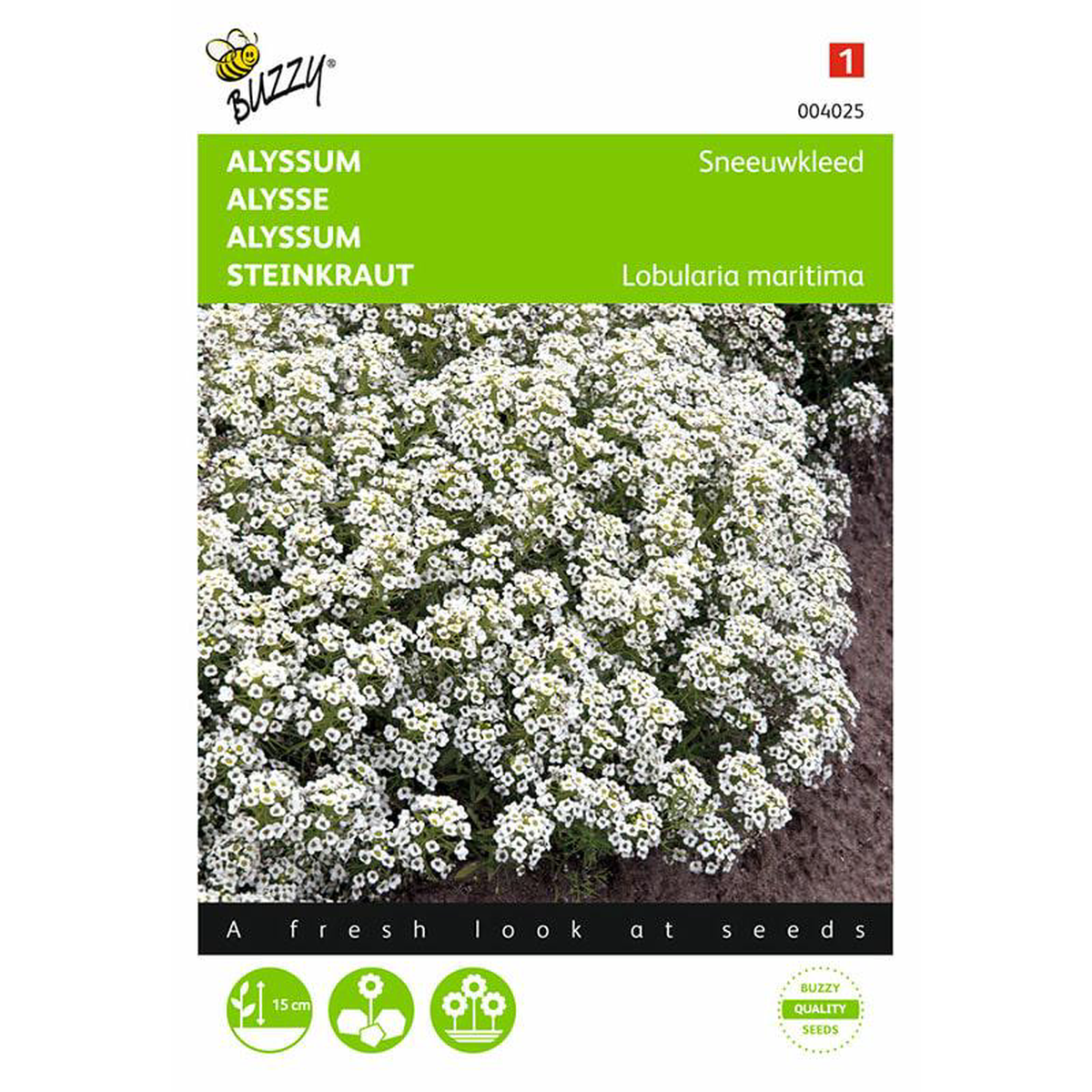 Buzzy Alyssum Snow Cover