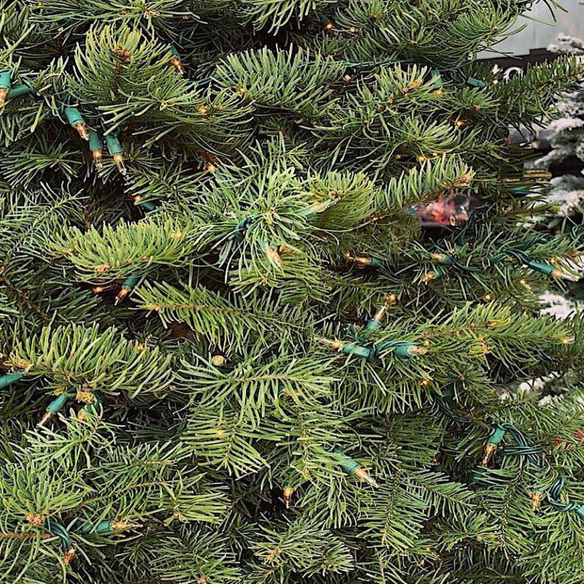 Christmas Tree Lighting Service 7 Feet 8211 8 Feet Multi-Colored